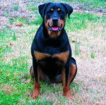 Armina - Rottweiler (1 an)