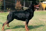 Esra vom Sittard - Rottweiler