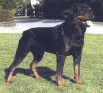 Noris vom Grütenblick - Rottweiler