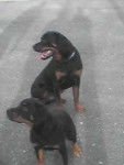 Kaira et Ulli son pote - Rottweiler