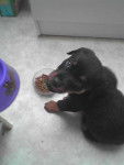 Kaira 3 mois - Rottweiler (3 mois)