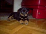 Apache a 3 mois - Rottweiler (3 mois)