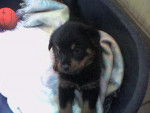 Apache a 3 semaines - Rottweiler