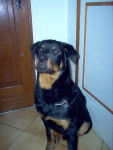 Apache a 6 mois - Rottweiler (6 mois)