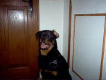 Apache a 6 mois - Rottweiler (6 mois)