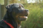 Photo Rottweiler