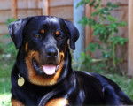 Photo Rottweiler