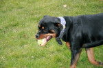 Photo Rottweiler