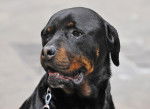 Photo Rottweiler