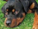 NUTEYLA - Rottweiler Mâle (1 an et 11 mois)