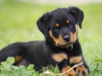 Un chiot Rottweiler allong&eacute; dans l'herbe