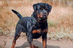 Photo Rottweiler