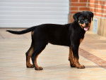 Photo Rottweiler