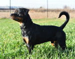 Photo Rottweiler