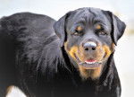Photo Rottweiler