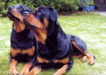 Grognon et Craquotte - Rottweiler Mâle (3 mois)