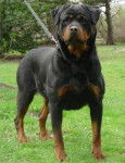 Grognon - Rottweiler Mâle (3 mois)