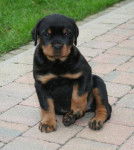 Biscotte - Rottweiler (4 mois)