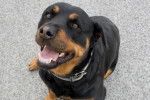 Photo Rottweiler