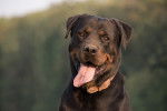 Un Rottweiler avec la langue pendue
