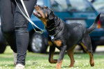 Un Rottweiler tenu en laisse