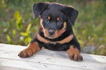 Un chiot Rottweiler qui s'appuie sur une barrière en bois