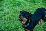 Photo Rottweiler