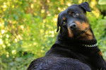 Photo Rottweiler
