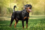 Un Rottweiler sur du gazon