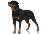 Un Rottweiler sur fond blanc