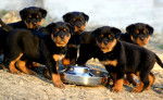 Lorie,Nicole,Ashley,Kimberly,Melody. - Rottweiler