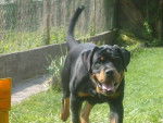 falco - Rottweiler M&acirc;le (5 mois)