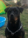 Romy - Rottweiler (7 ans)