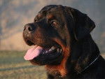 Gabond - Rottweiler M&acirc;le (5 ans)