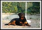 Toro - Rottweiler Mâle (1 an)