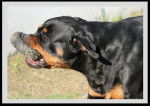 Toro - Rottweiler Mâle (1 an)
