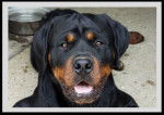 Toro - Rottweiler Mâle (1 an)