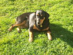 MICHA - Rottweiler (5 mois)