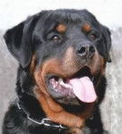 ulk - Rottweiler Mâle (7 ans)