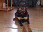 princesse - Rottweiler (2 ans)