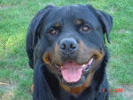 Texas - Rottweiler M&acirc;le (8 ans)