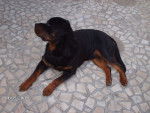 Duque - Rottweiler Mâle (2 ans)