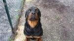 sultane - Rottweiler (4 ans)