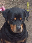 Maya - Rottweiler (7 ans)