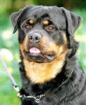 booba - Rottweiler (1 an)