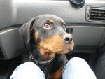 Shyna(vendu) - Rottweiler (4 ans)