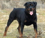 dark ness - Rottweiler (6 ans)