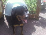 udyne - Rottweiler (6 ans)