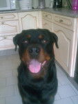 Alban - Rottweiler (4 ans)