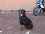Im de la colline aux chiens - Rottweiler Mâle (8 ans)